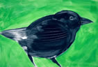 Black Bird